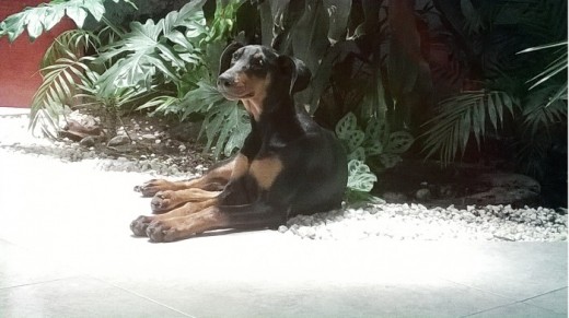 Me adoptaron a los 2.5 meses. Aquí bien quietecita para que no o me saquen. Pero no saben que estas plantas ya les he dado sus buenas podadas Me adoptaron a los 2.5 meses. Aquí bien quietecita para que no o me saquen. Pero no saben que estas plantas ya les he dado sus buenas podadas